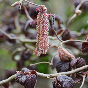 Red Dragon European Hazelnut | Corylus avellana contorta