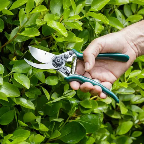 RHS Professional BP Secateur