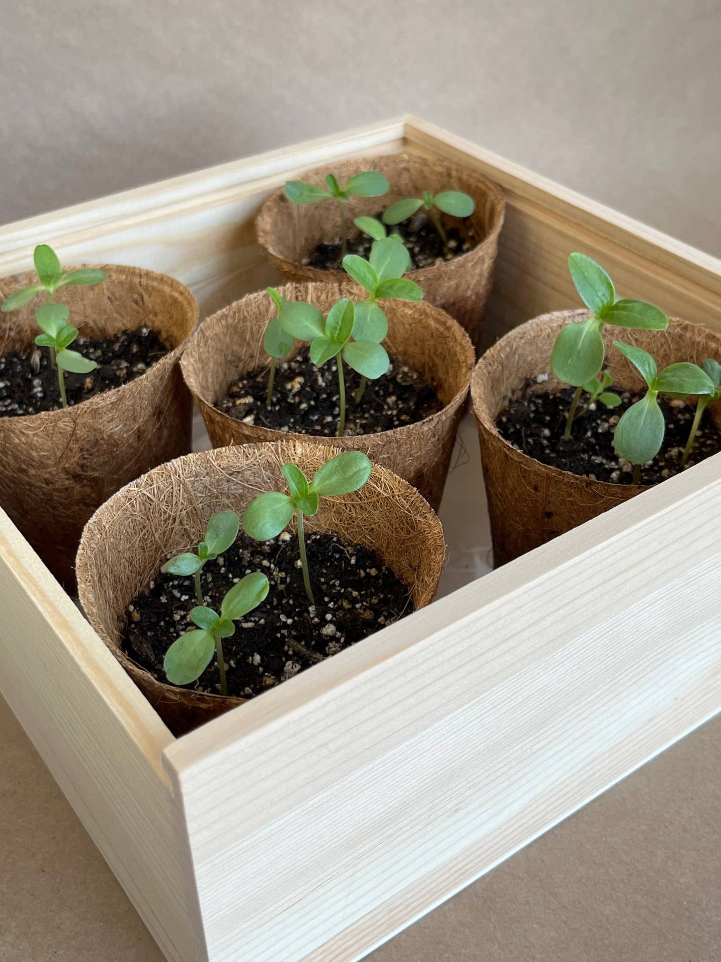 Flower Cutting Garden Box - Mixed Zinnia