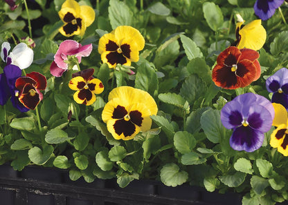 Garden in a Bag Thinking Of You | Best Seller | Care Gift