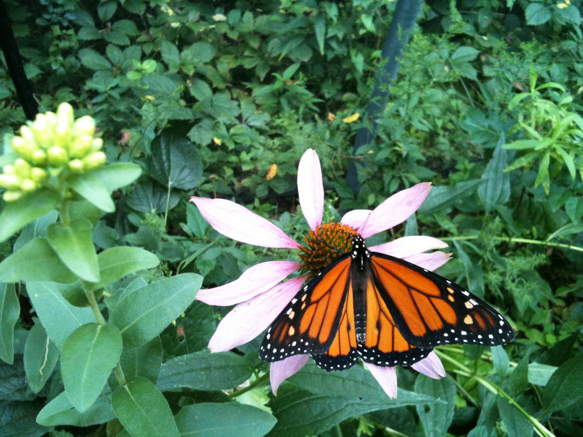 Garden Sprinkles | Monarch Butterfly Flower Garden | Spring