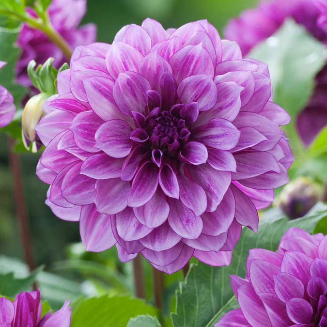 'Blue Bell' Dahlia