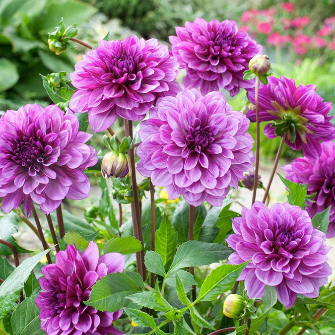 'Blue Bell' Dahlia