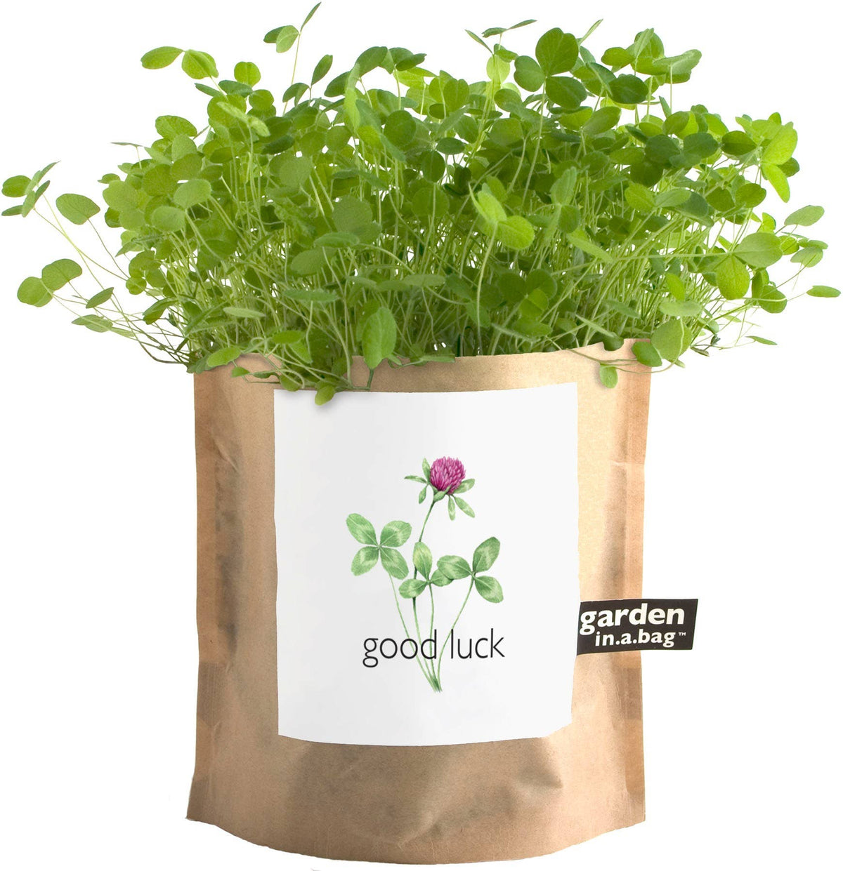 Garden in a Bag Good Luck Clover | Wedding & Graduation