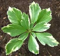 Variegated Pachysandra | Pachysandra terminalis 'Variegata'