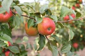 Fireside Apple | Malus domestica 'Fireside'