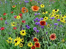 Northeast Wildflower Seed Mix