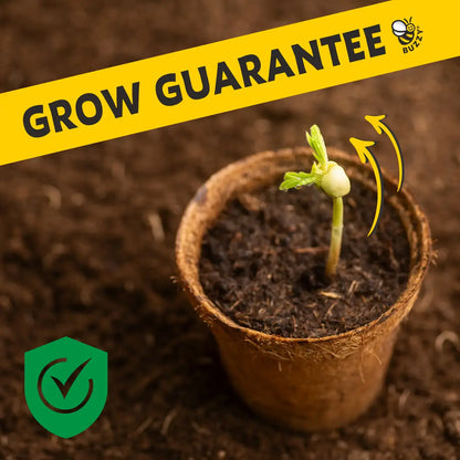 Grilling Herb Grow Kit | Organic Herbs | Window Planter