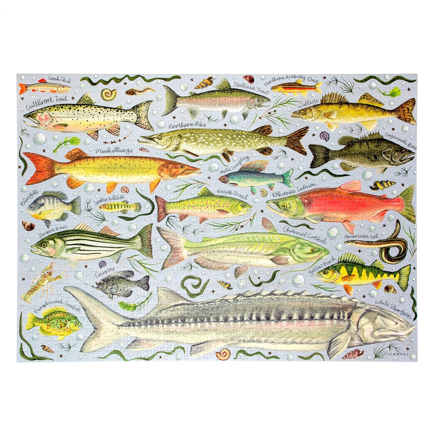 Freshwater Fish - 1,000 Piece Jigsaw Puzzle
