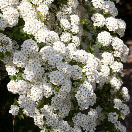 Renaissance Bridalwreath Spirea | Spiraea x vanhouttei