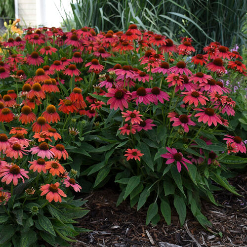 Summersong™ Firefinch™ Coneflower Echinacea hybrid