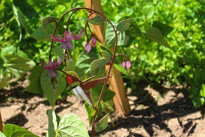 Hummingbird on Fuchsia Pick -Painted