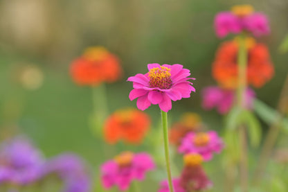 Flower Cutting Garden Box - Mixed Zinnia