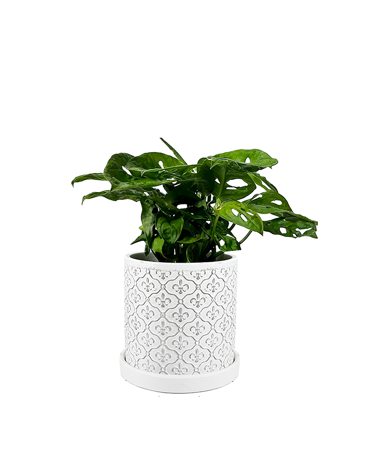 Balter Succulent Containers Cactus Pot And Saucer