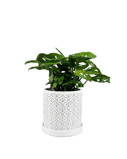 Balter Succulent Containers Cactus Pot And Saucer