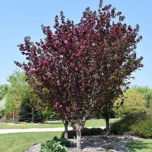 Gladiator Crabapple | Malus x adstringens 'Durleo'