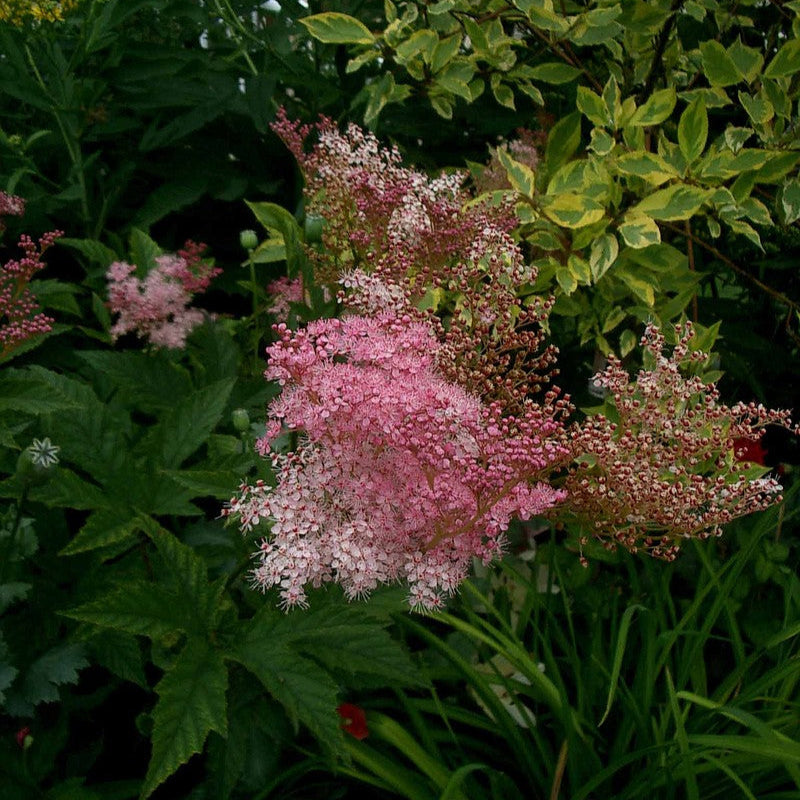 ‘Red Umbrellas’ Queen of the Prairie | Filipendula