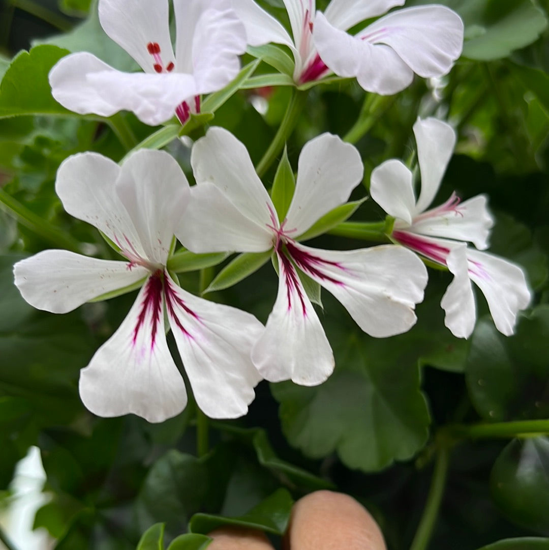 Geranium/Geraniums