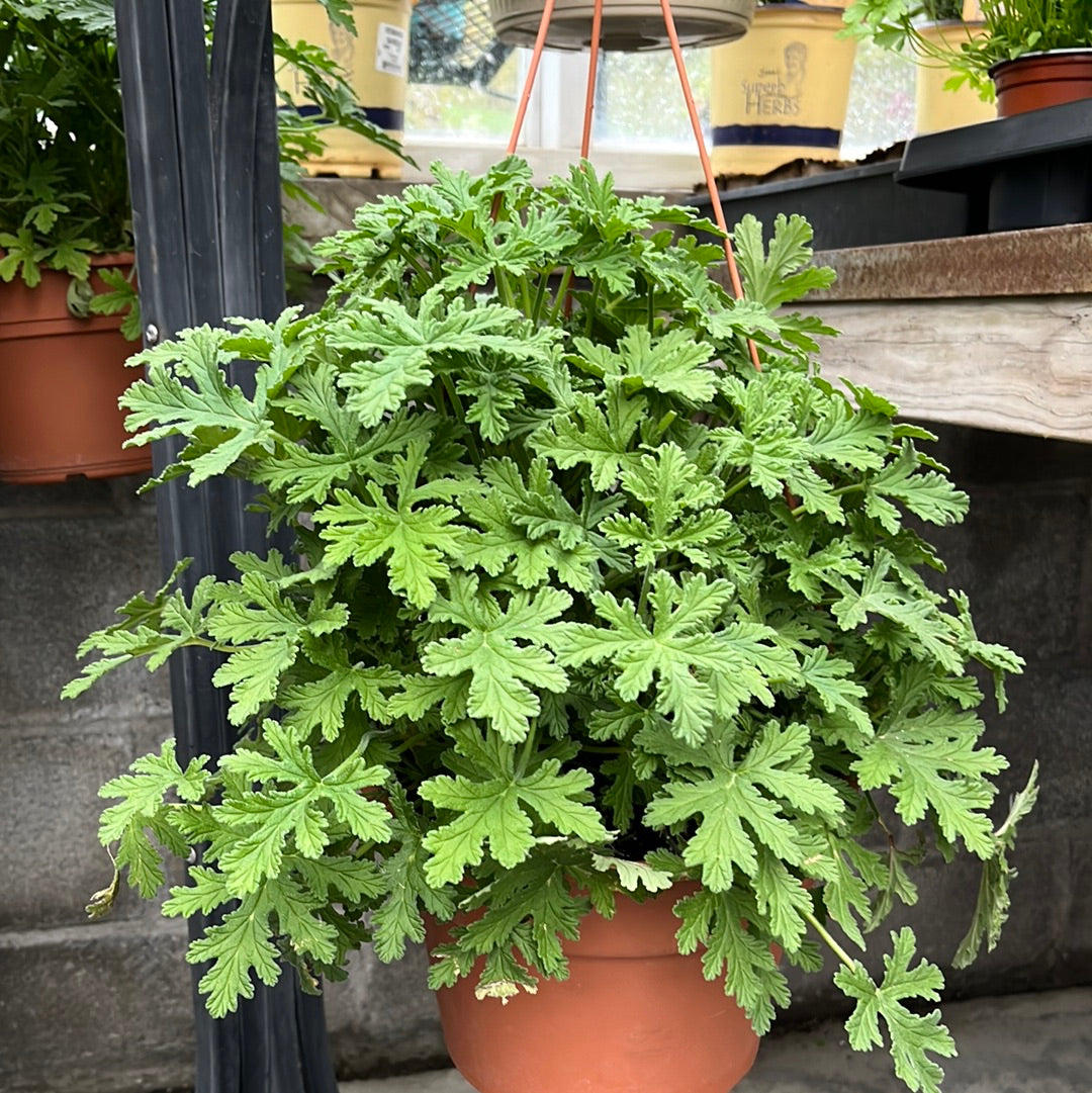 Herbs Assorted