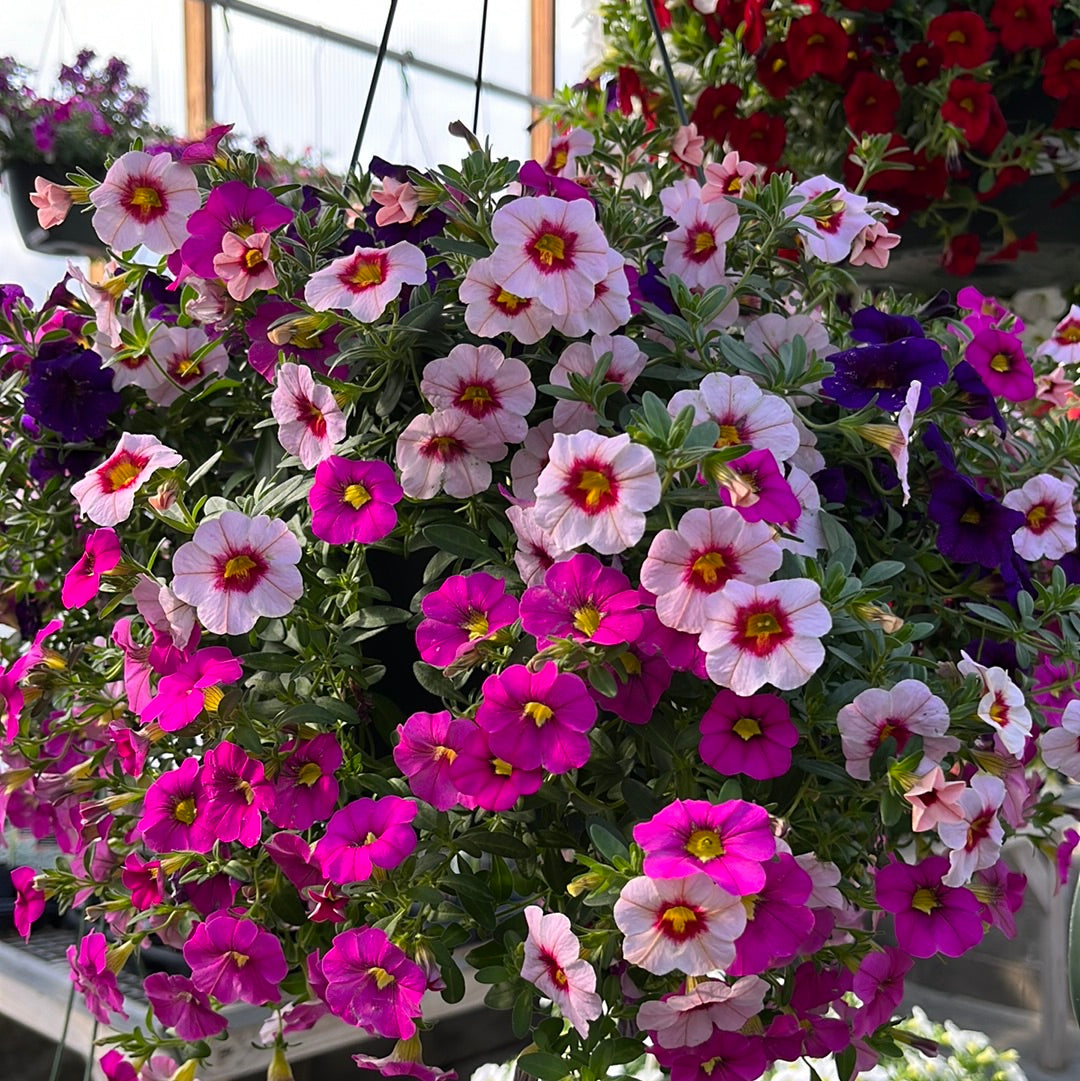 Assorted Hanging Basket