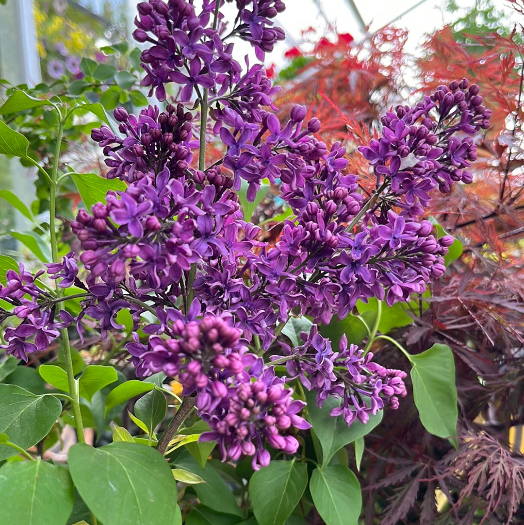 Albert F. Holden Lilac | Syringa vulgaris