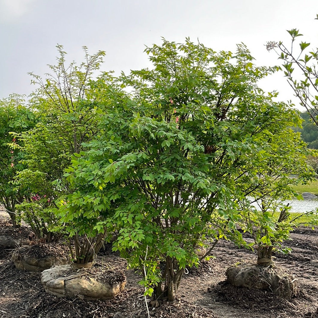 Grove Dwarf Burning Bush | Euonymus alatus