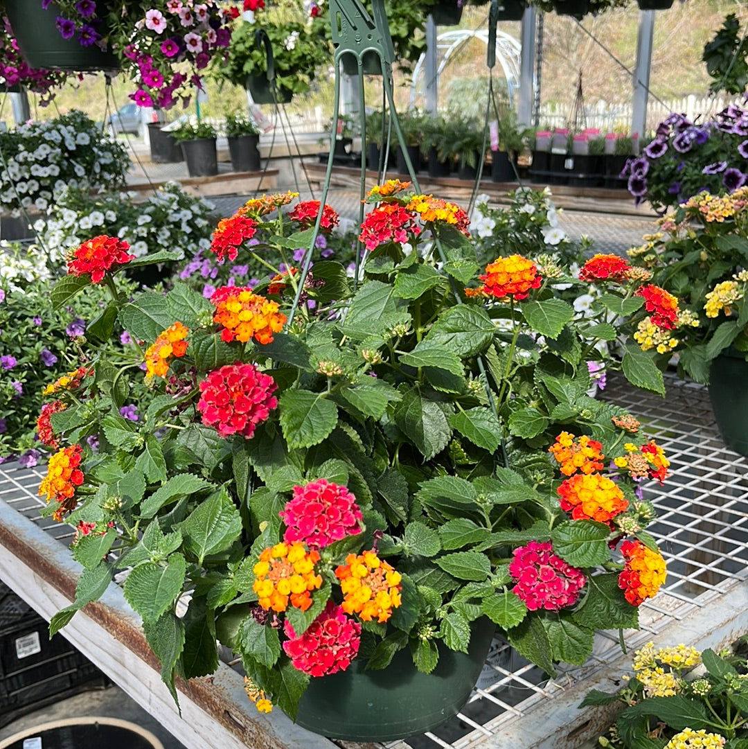 Assorted Hanging Basket