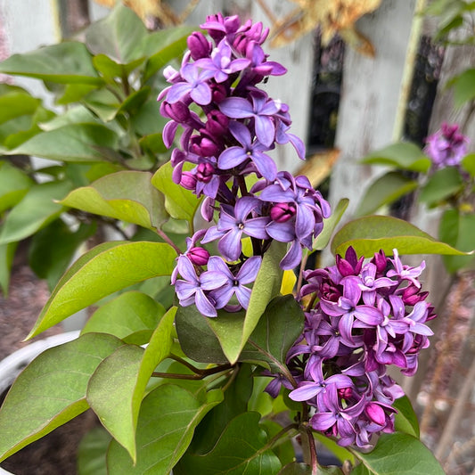 Virtual Violet® First Editions® Lilac | Syringa