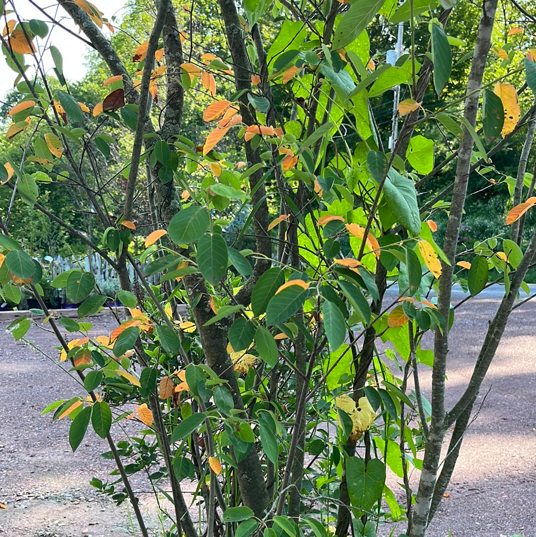 Shadblow Serviceberry | Amelanchier canadensis