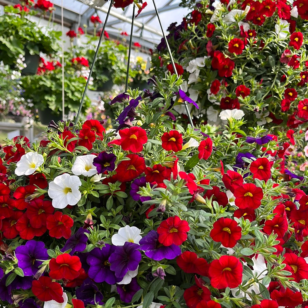 Assorted Hanging Basket