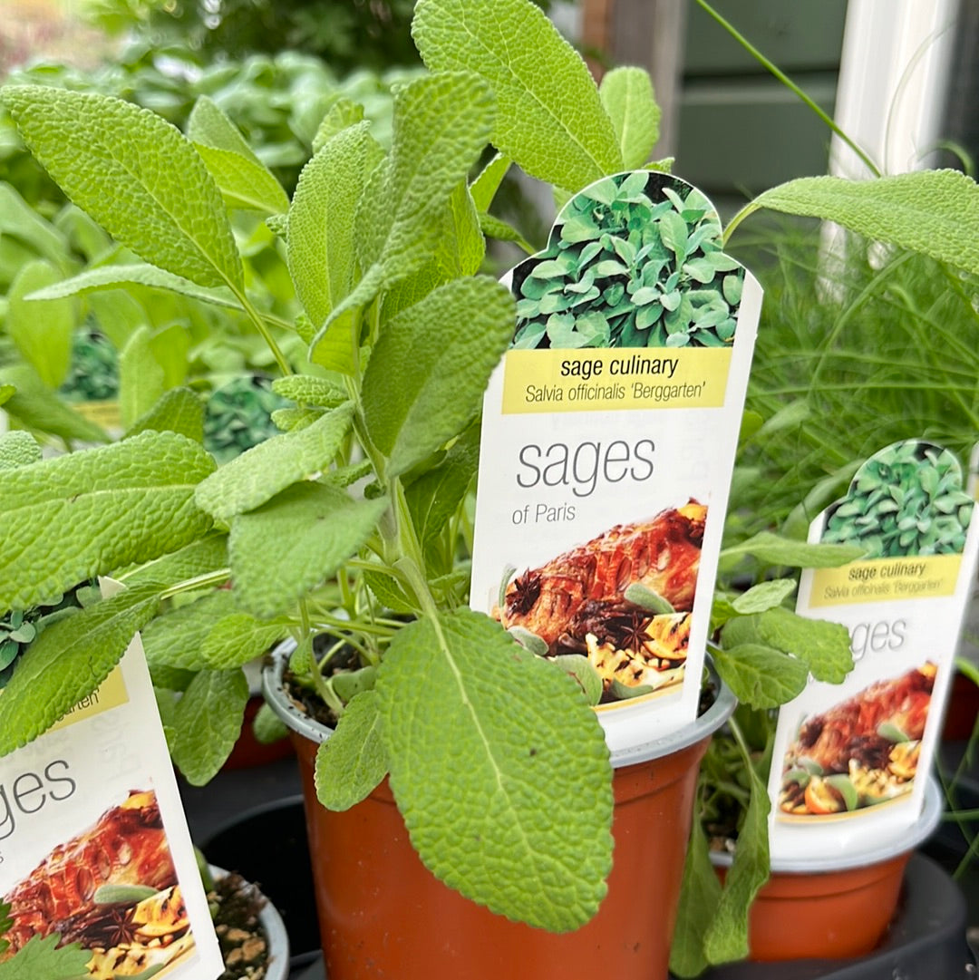 Herbs Assorted