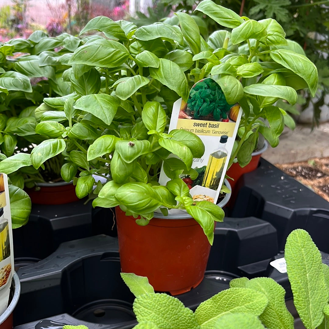 Herbs Assorted