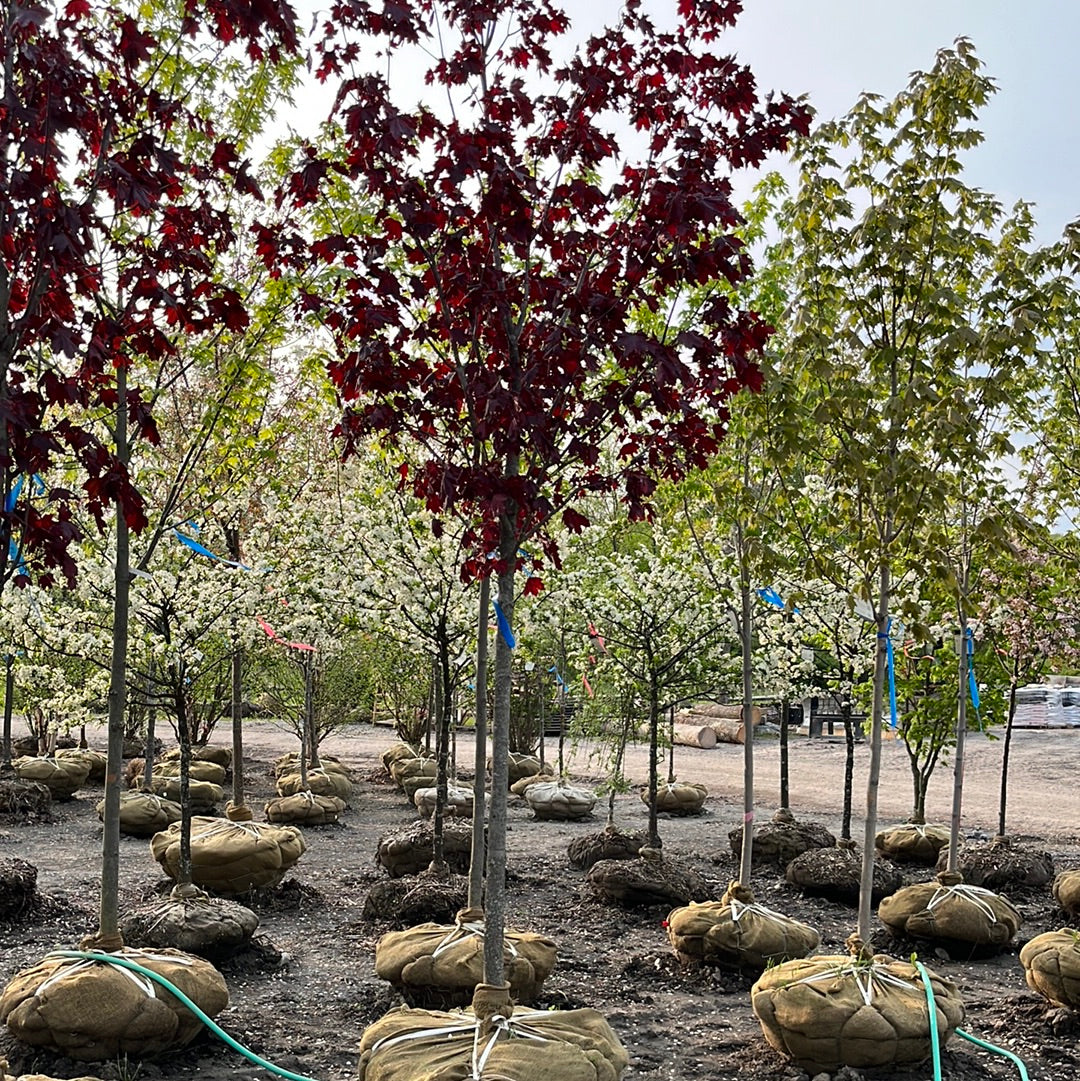 Crimson King Maple | Acer platanoides 'Crimson King'