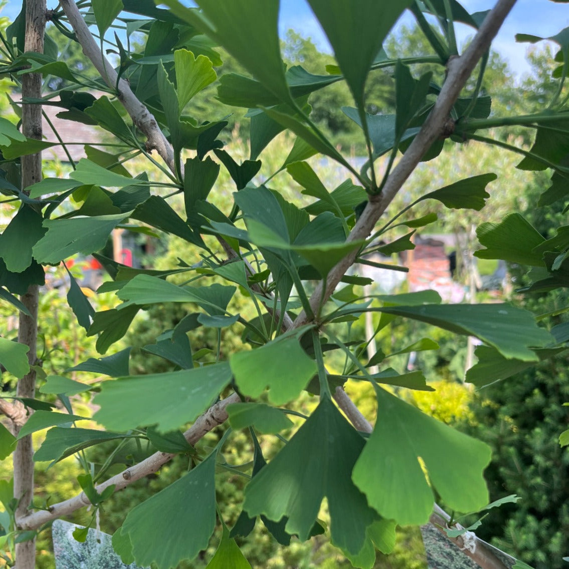 Magyar Ginkgo | Ginkgo biloba 'Magyar'