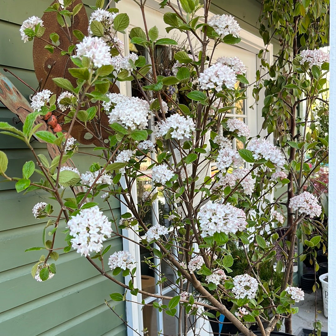 Sugar n' Spice® Koreanspice Viburnum | Viburnum carlesii