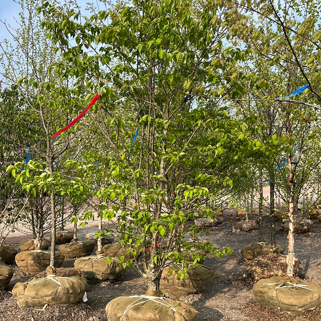 Ivory Silk Japanese Lilac Tree | Syringa reticulata 'Ivory Silk'