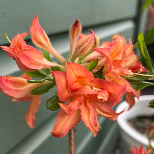 Electric Lights™ Red Azalea