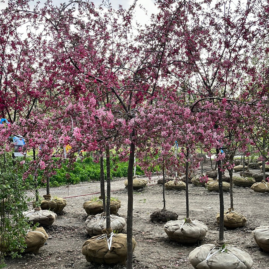 Bare Root- Weeping Ruby Tears Crabapple | Malus 'Ruby Tears'