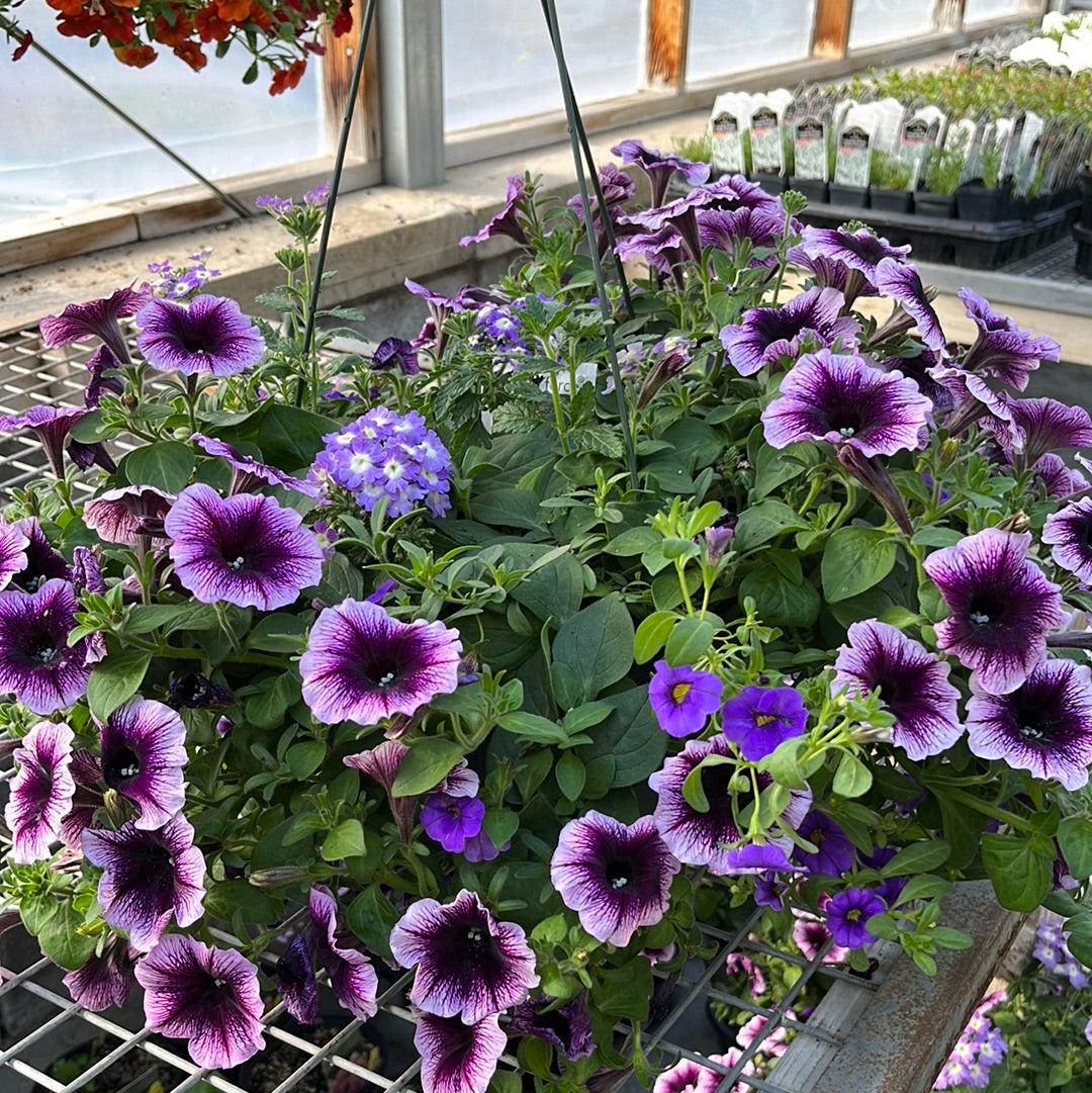 Assorted Hanging Basket