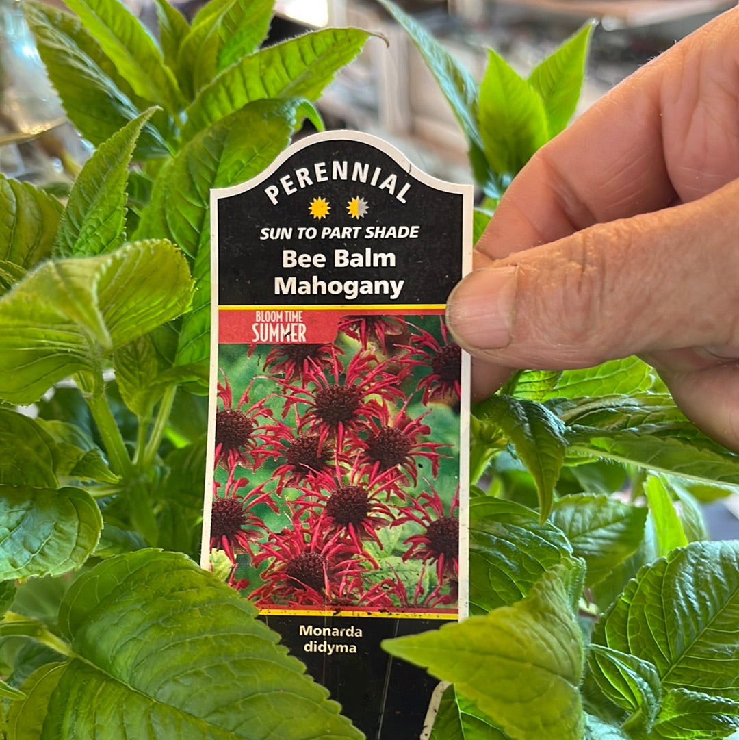 Mahogany Bee Balm | Monarda