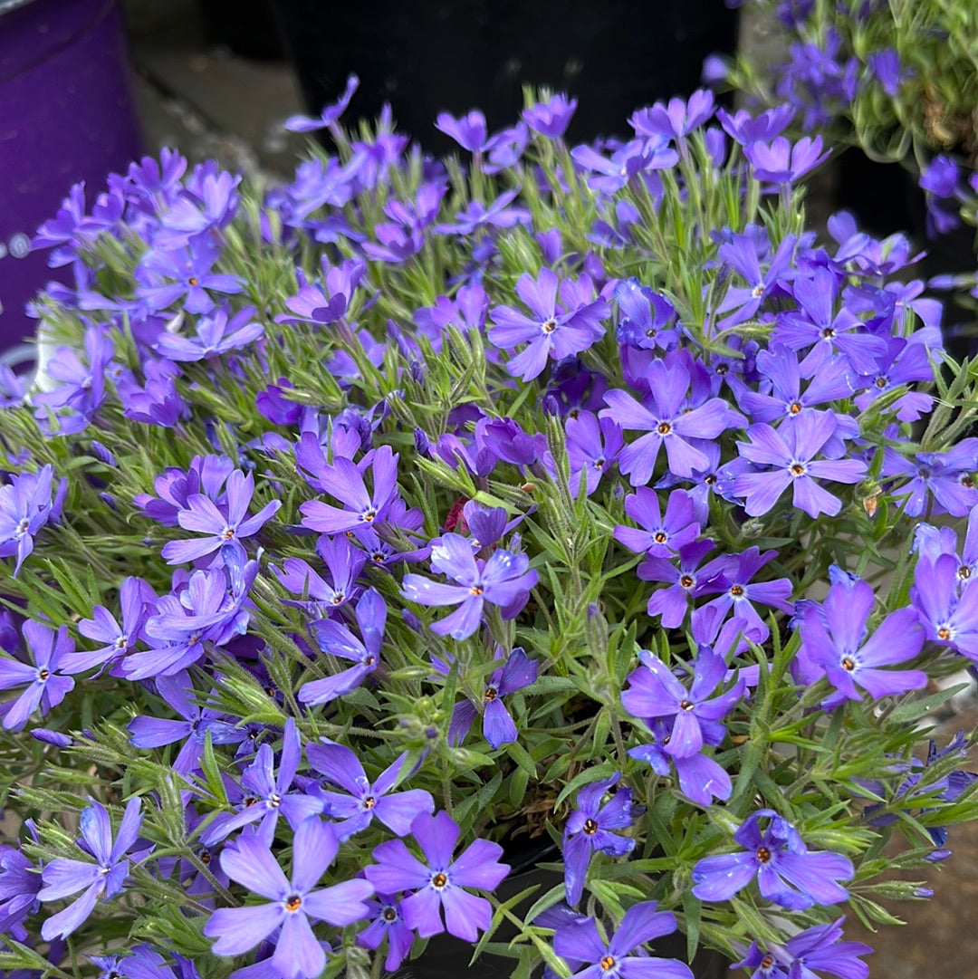 Violet Pinwheels Creeping Phlox | Phlox 'Violet Pinwheels'