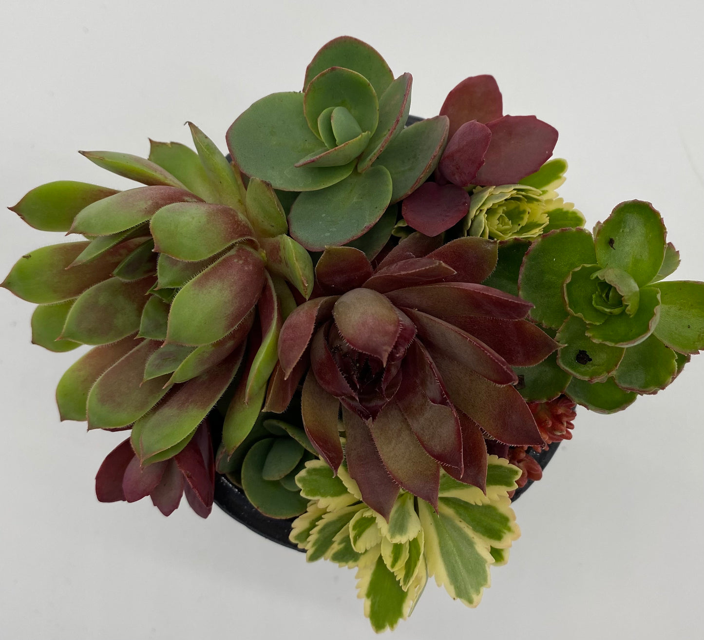 Assorted Sedum