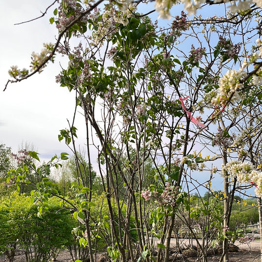 Beauty of Moscow Lilac | Syringa vulgaris