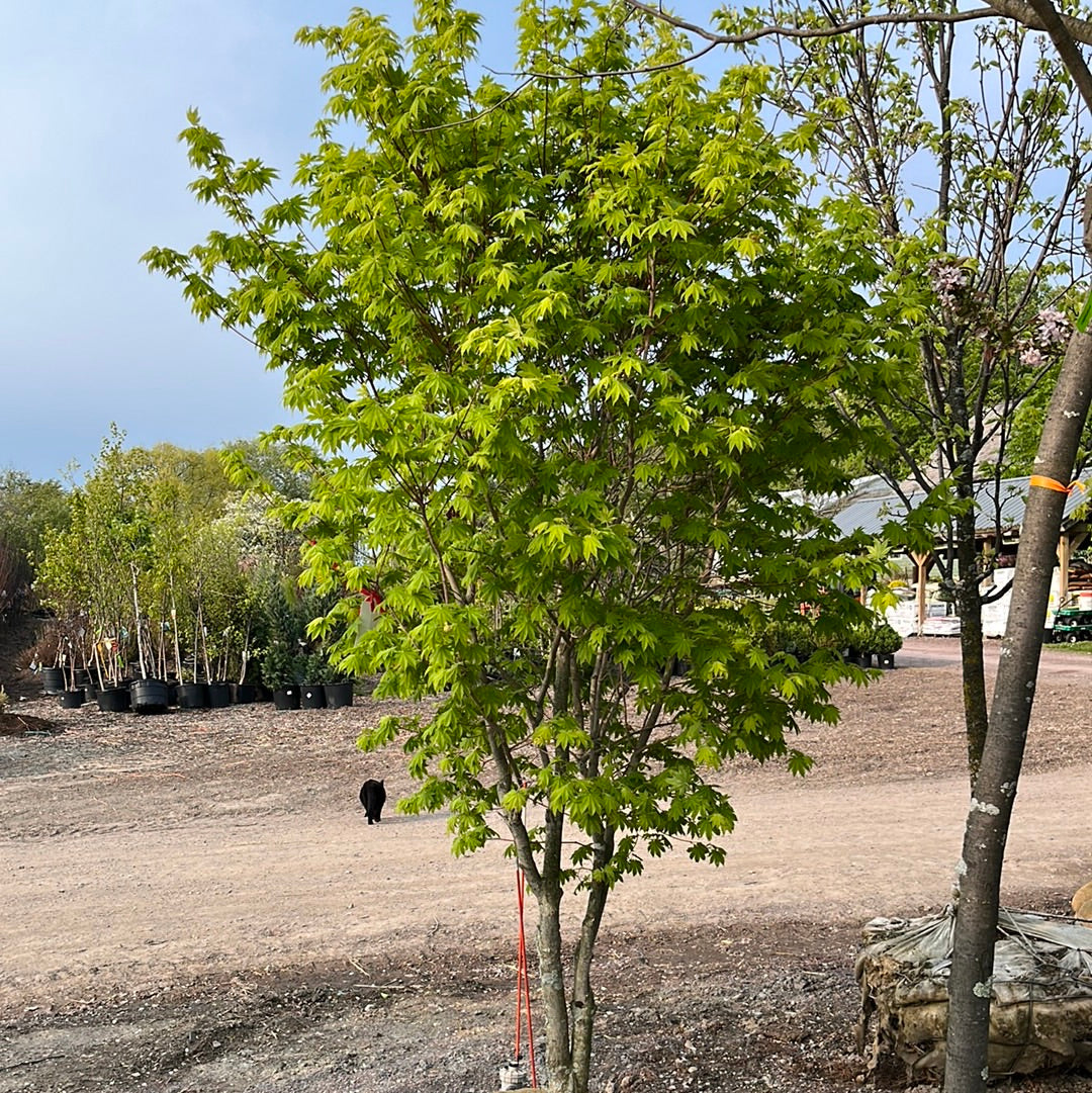 Korean Maple | Acer pseudosieboldianum