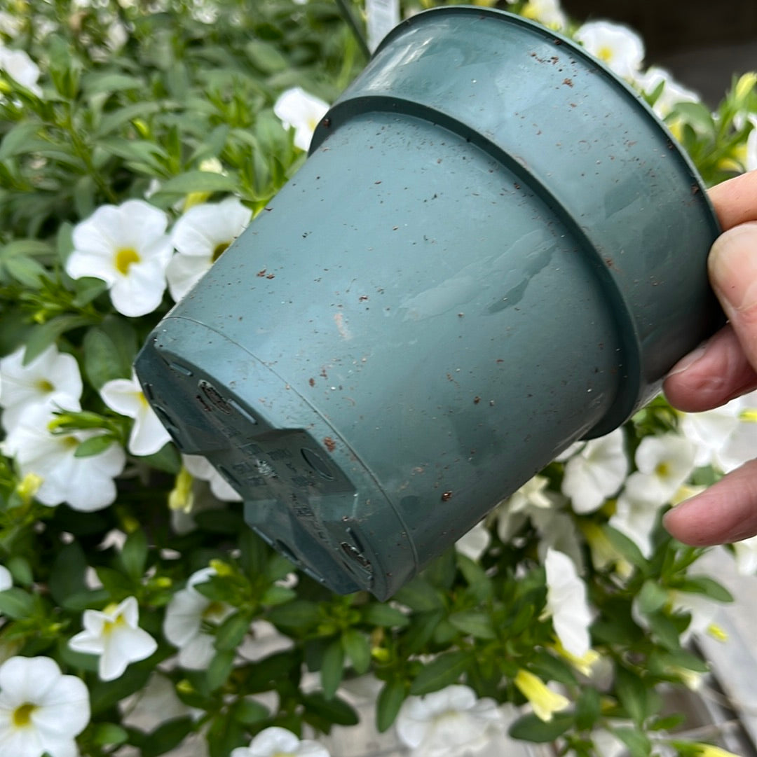 Assorted Pot & Pack, Annual flower and vines