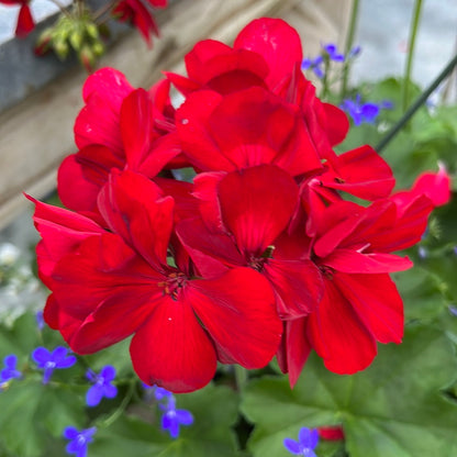 Geranium/Geraniums