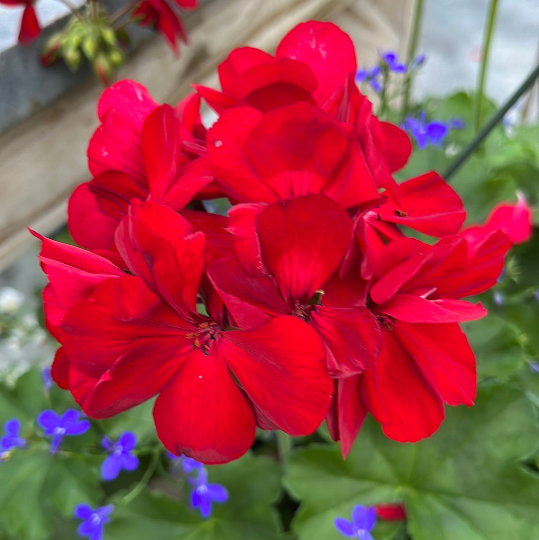 Geranium/Geraniums