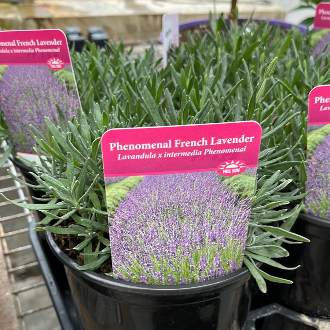 Herbs Assorted
