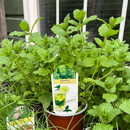 Herbs Assorted