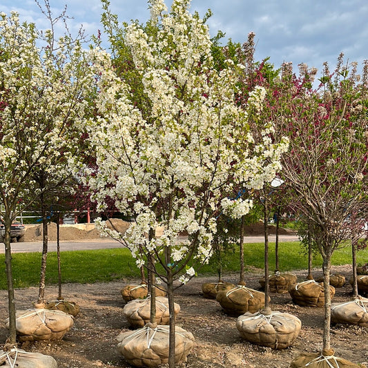 Snowdrift Crabapple | Malus 'Snowdrift'